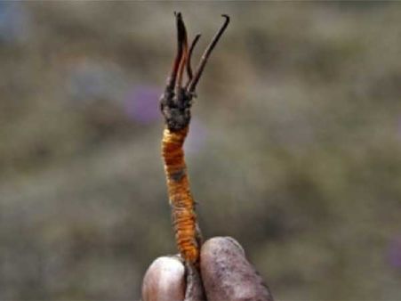 It Is Worth Thousands Of Dollars!