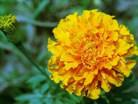 Marigold Face Pack