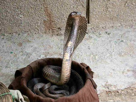 Nightmares Of Snakes: