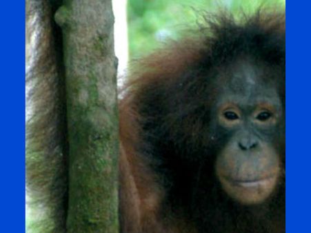 All About The Orangutan…