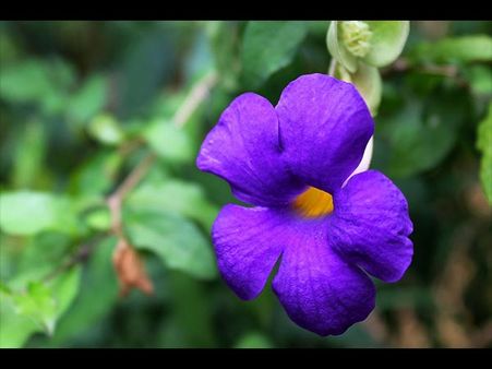 February – Violet February – Violet