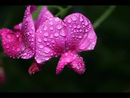 April – Sweet Pea April – Sweet Pea