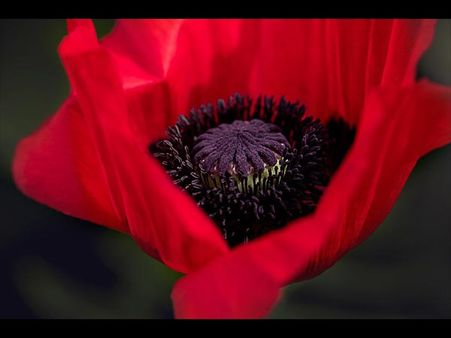August – Poppy August – Poppy