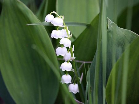 May – Lily Of The Valley May – Lily Of The Valley