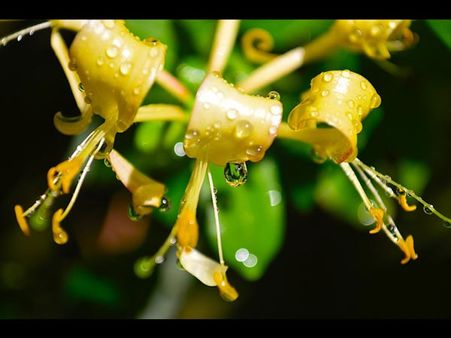 June – Honeysuckle June – Honeysuckle