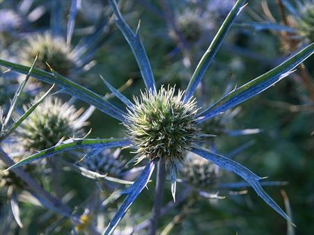 December – Holly December – Holly