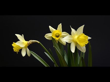 March – Daffodil March – Daffodil
