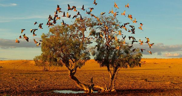 #6 “The Dreaming Tree”