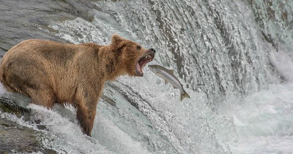 #10 “Catch Of The Decade”