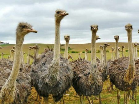 Do Ostriches React In This Manner When They Are Scared?