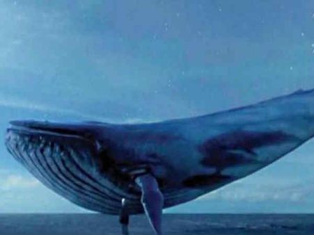 How Big Is A Blue Whale's Mouth?