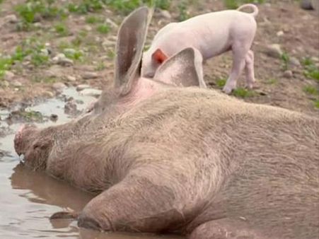 They Are Opposites…