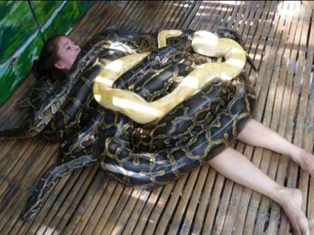 The Snakes Weigh Over 250 Kg!