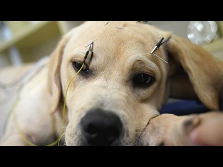 Its Famous For Cats And Dogs... Its Famous For Cats And Dogs...