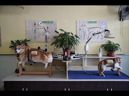 A Vet Swears By The Treatment… A Vet Swears By The Treatment…