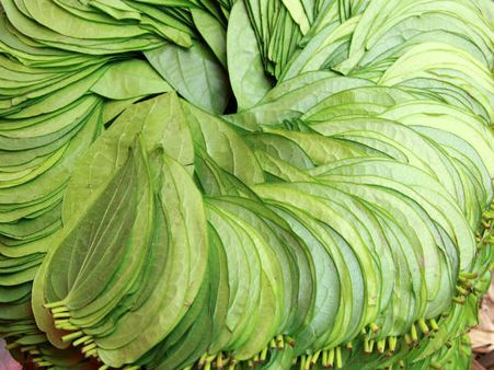 Betel Leaf