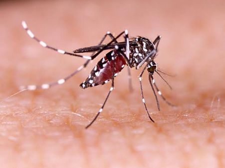 3) Vector-borne Diseases