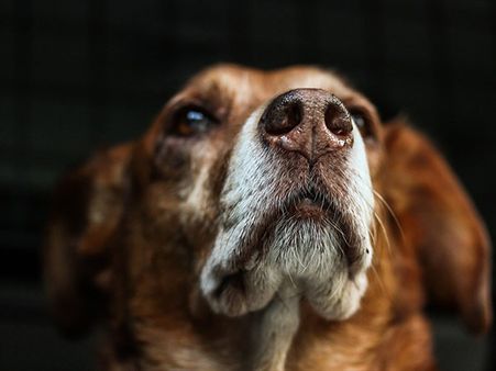 He Put The Puppy In A Jute Bag…