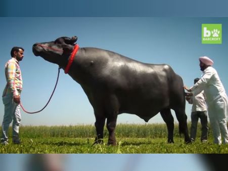 He Is An 8-year-old Bull