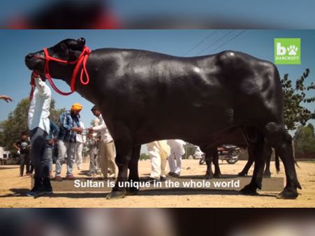 What The Bull Is Worth...