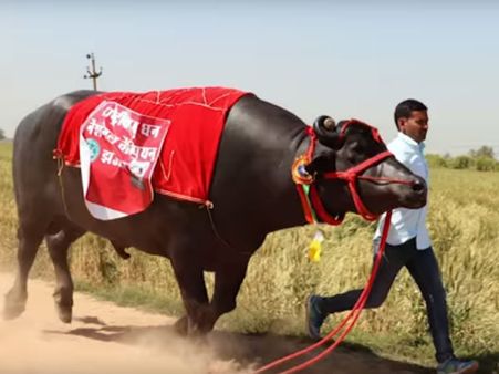 Sultan Loves His Bathing Time… 