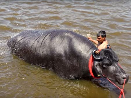 His Semen Has Been Sold All Over India…