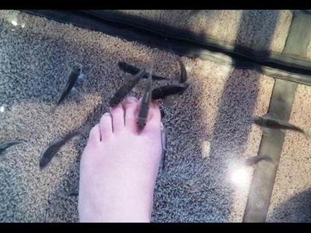 Fish Pedicure