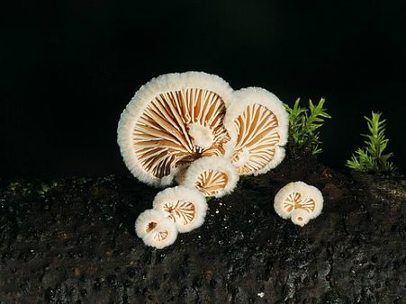 #1 Fungal Infection #1 Fungal Infection