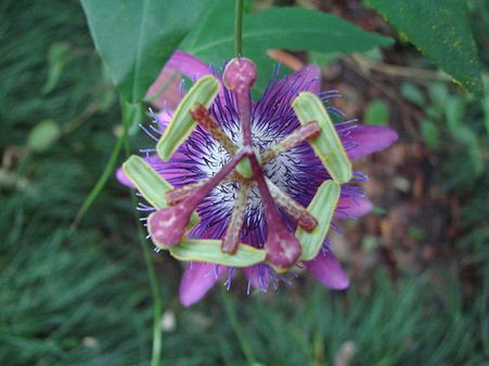Passion flower: 
