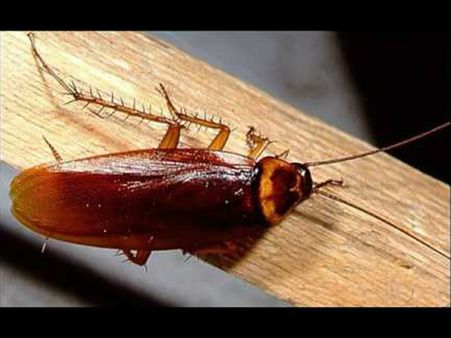 Researchers Further Revealed...