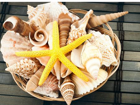 Place Sea Shells And Coweries