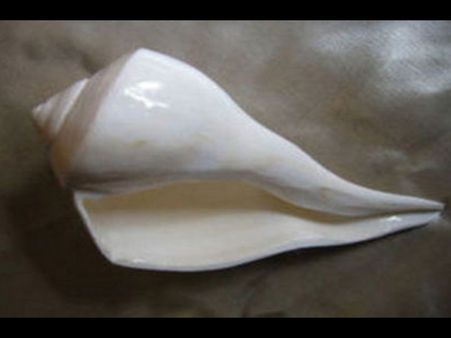 The Dakshinavarti Shankh 