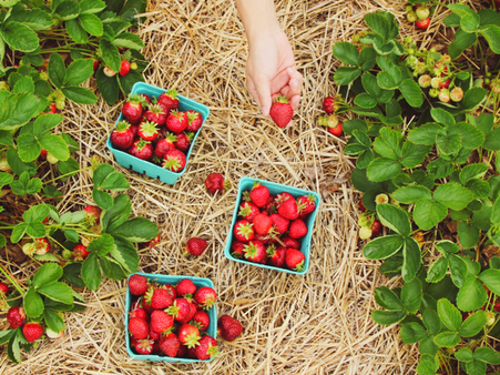 #4 Eat Organic Fruits and Vegetables