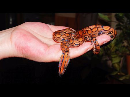 The Demand For Wild Animals Increases…