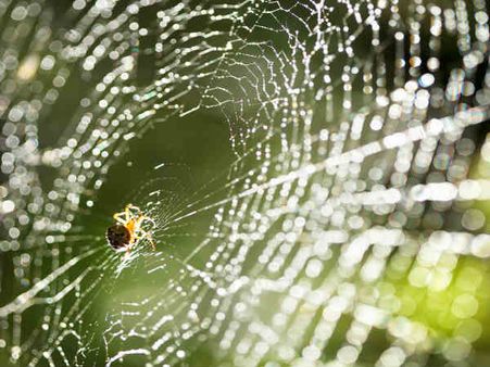 Spider Webs! Spider Webs!