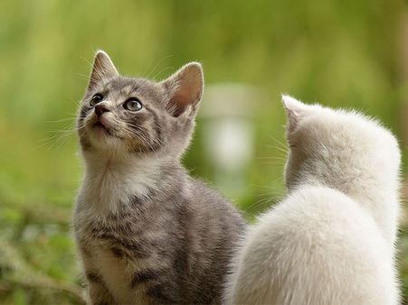 Dreamt About Raining Cats?