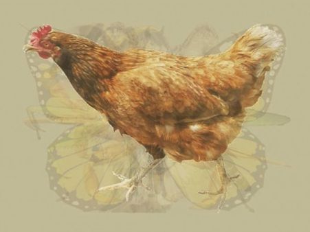 The Rooster The Rooster