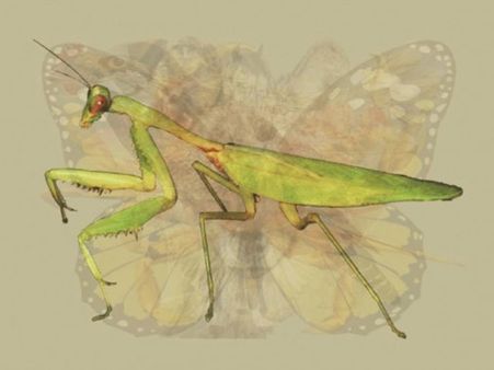 The Praying Mantis The Praying Mantis