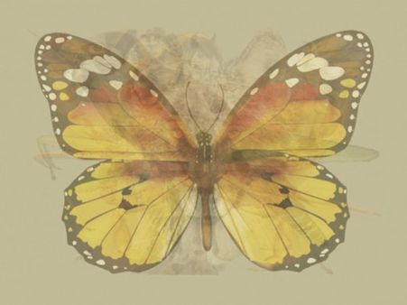 The Butterfly The Butterfly