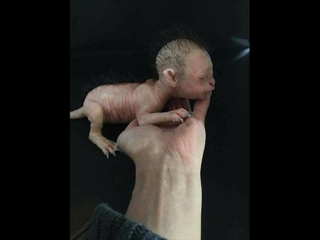 The Reality Of This Creature... The Reality Of This Creature...