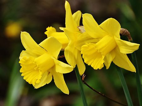 March - Daffodil