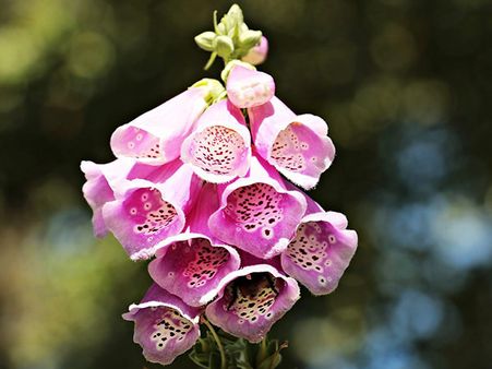 July - Foxglove