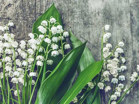 May - Lily Of The Valley
