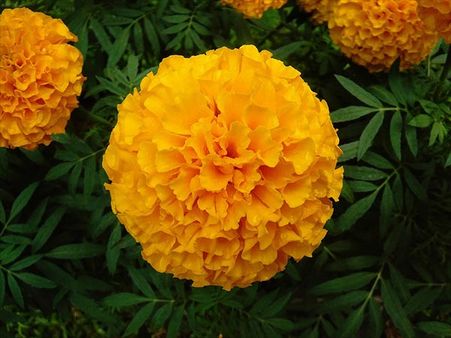 October - Marigold