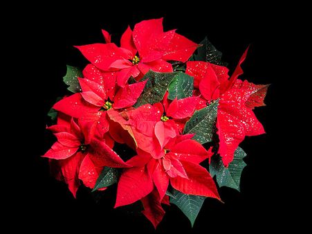 December - Poinsettia 