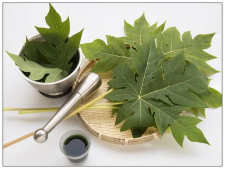 3) Papaya Leaf Juice-