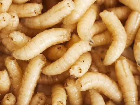 The Maggots Were Fully Grown 