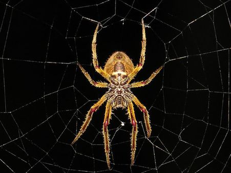 Spider