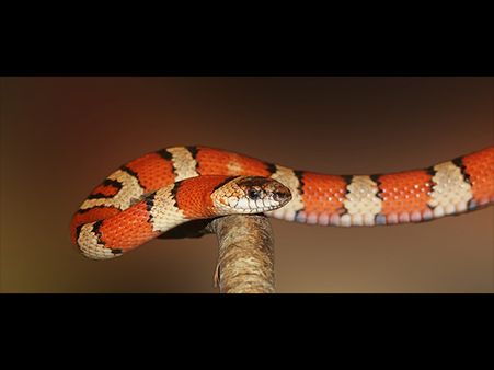 A Red Snake In The Dream