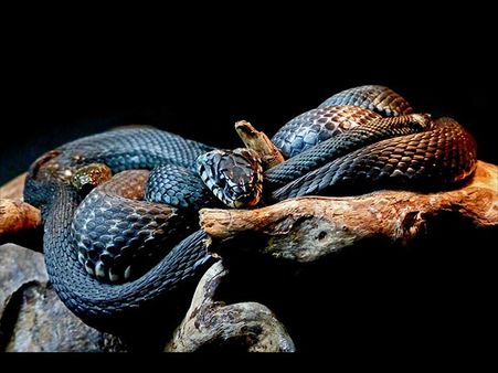 A Black Snake
